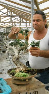 Michalis Baduvakis beschneidet einen Ölbaum-Bonsai