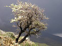 blühender Mandelbaum vor dunklen Wolken
