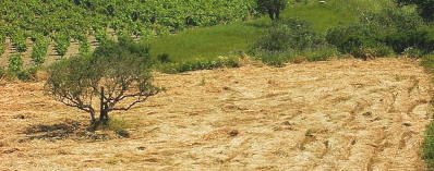 ein abgemhtes Weizenfeld von Lousakies