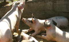 Glckliche Schweine in eigener Zucht