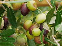 reifende Olivenfrüchte