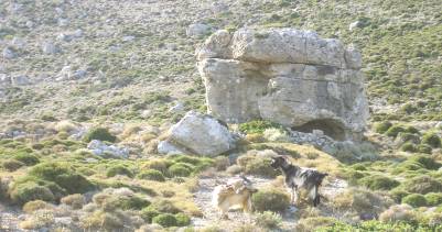 Herrliche Landschaft um Tylifos mit Ziegen
