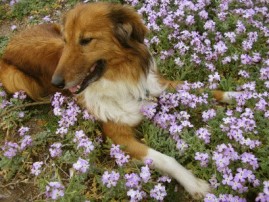 Lassie, die unseren Frhling 2008 nur noch aus dem Hundehimmel beobachten kann.