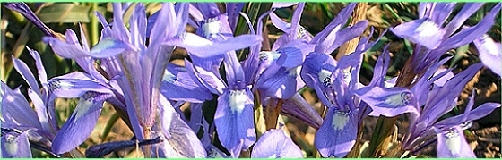 wilde Irisblten wachsen aus den Feldwegen