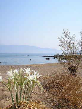 Strandlilien blühen hier zuhauf